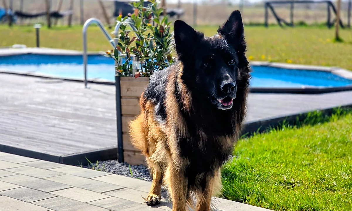 Hund auf dem Gelände von RELAXO Rewal beim Pool
